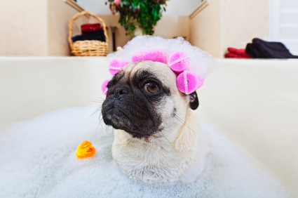 taking care of a pug